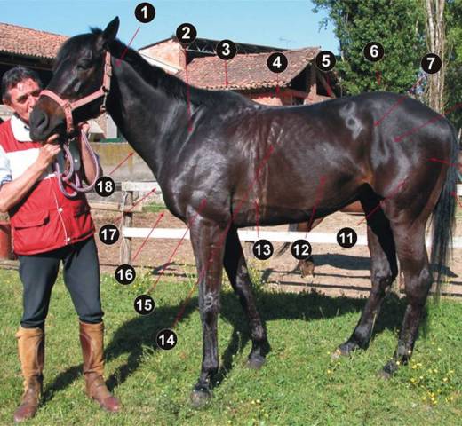 Struttura del cavallo